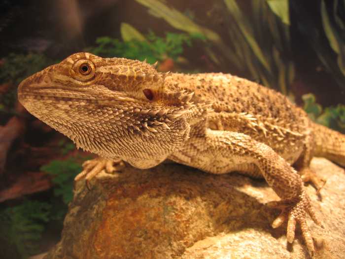 Why does my bearded dragons close one eye?