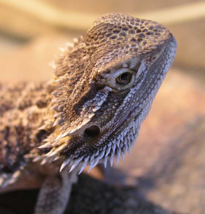 Why does my bearded dragons close one eye?