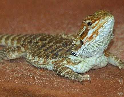 how much does it cost to feed a bearded dragon