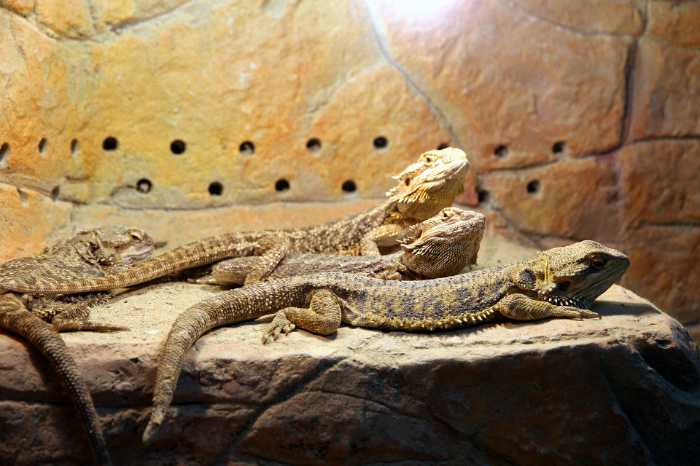 How Much Calcium Does Bearded Dragon Needs