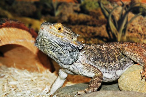 What Happens If A Bearded Dragon Gets Too Cold?