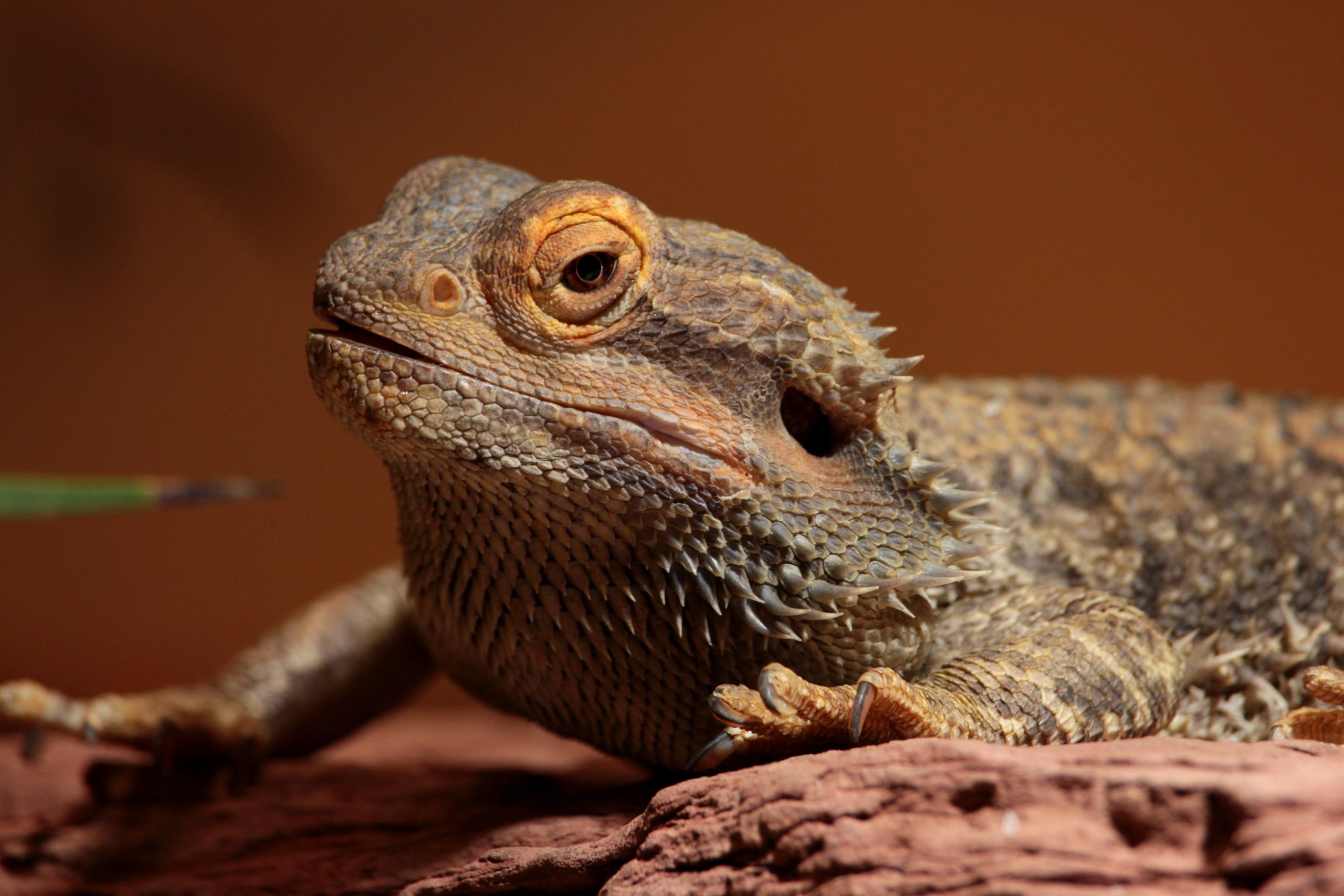 How To Tell If Your Bearded Dragon Is Dying