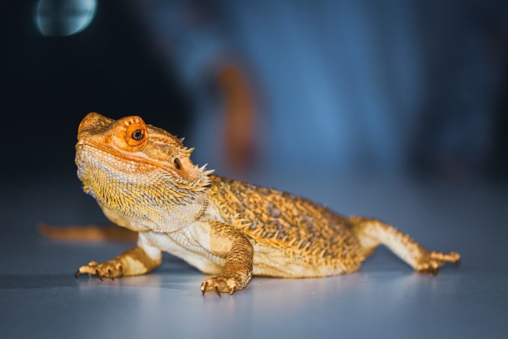 can bearded dragons eat beef
