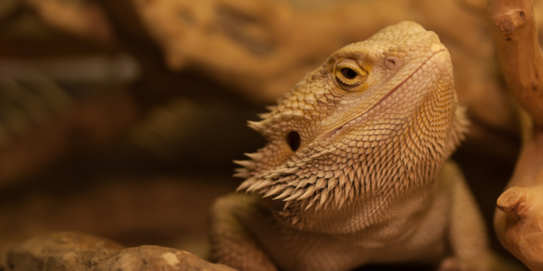 Are Bearded Dragons Amphibians?