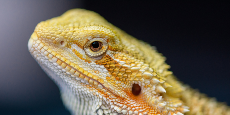 Are Air Plants Safe For Bearded Dragons?
