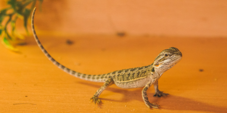 Bearded Dragons As Pets Pros And Cons