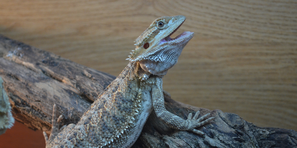 Are Bearded Dragons Good Pets For Kids?