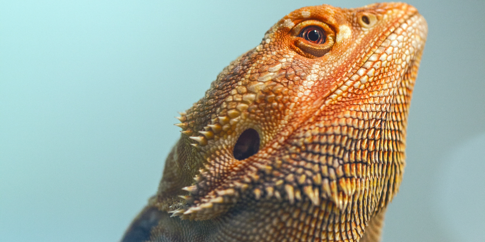 Are Air Plants Safe For Bearded Dragons?