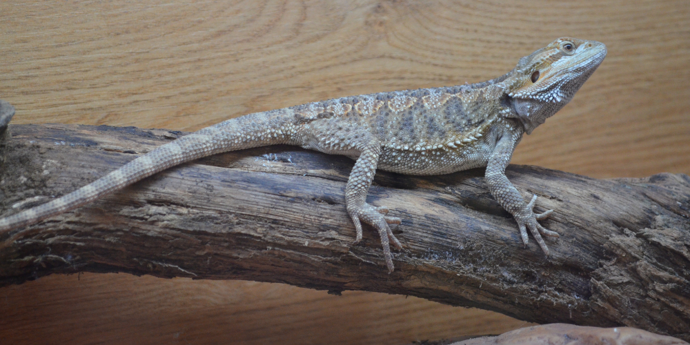 Are Bearded Dragons Good Pets For Kids?