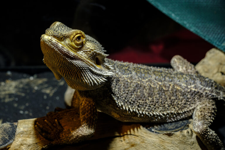 best substrate for bearded dragon
